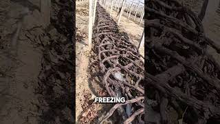 Why Grape Growers Bury Their Vines in Winter shorts [upl. by Engeddi]