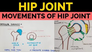 Hip Joint  3  Movements of Hip Joint [upl. by Yecart342]