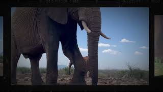 RHULANI MINUTE SAFARI  Elephant sniffing us [upl. by Vatsug374]