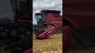 CASE IH 9250 AxialFlow Combine Harvesting Wheat [upl. by Nylleoj]