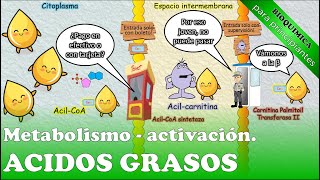 Activación de ácidos grasos  Animación didáctica [upl. by Arodaeht]