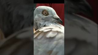 আপনি কি জানেন কবুতরের পা কেন লাল হয় viral viralvideo history trending foryou cute pigeon [upl. by Zadoc]