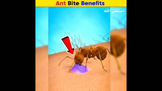 Ant Bite Benefits  Arslan Speaks shortsfeed amazingfacts facts ants [upl. by Htiel]