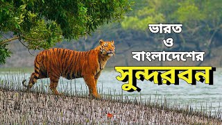 সুন্দরবন  Sundarbans  Largest Mangrove Forest [upl. by Asilef]