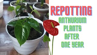 How To Repot Anthurium Plants without Damaging Roots [upl. by Auguste]