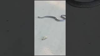 Checkered Keelback Harike Bird Sanctuary Punjab lndia [upl. by Suirauqram]