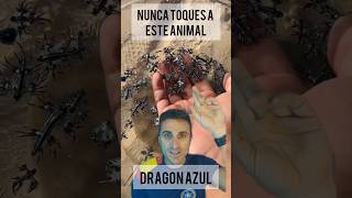 Nunca toques a este animal Dragón azulsupervivenciacuriosidades emergencia [upl. by Icart]