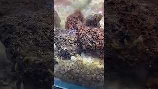 Aidez moi 😭 aquarium escargot question [upl. by Born]