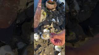 Oyster So Fresh So Delicious fyp oysters fresh food seafood delicious 100kviews [upl. by Gabbert152]