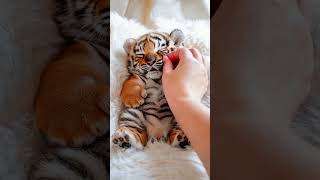 Cutest Baby Tiger Roaring for the First Time 🐯  Tiger Cub Adventures [upl. by Ladnik]