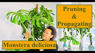 Pruning amp Propagating  Monstera deliciosa Queen [upl. by Enila]