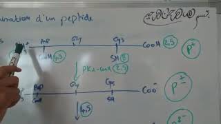 Biochimie Structural SVIS3 Équations dionisation dun peptide et calcule de pHi [upl. by Kcirded]