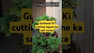 Guldaudi ki cutting lagane ka sahi tarika  Grow Chrysanthemum Cuttings shorts plants garden [upl. by Noislla]