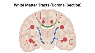 Association FibersWhite Matter of CerebrumMade Easy [upl. by Ahsinet]