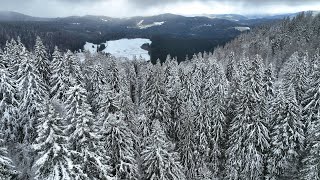 Starker Schneefall im Schwarzwald  Wintereinbruch im Hochschwarzwald [upl. by Neenad]