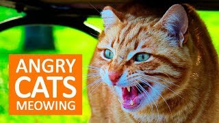 ANGRY CATS MEOWING LOUDLY  Make your Cat Go Crazy HD [upl. by Helban]