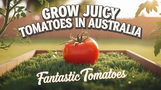 My Secrets to Growing Fantastic Tomatoes in Australia  Part 1 [upl. by Smart881]