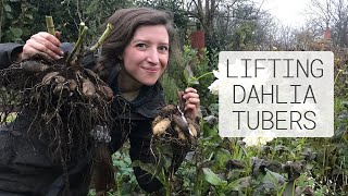 Growing Dahlias  Lifting Dahlia Tubers for Winter Storage  Homegrown Garden [upl. by Puto]