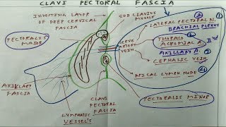 Clavi Pectoral Fascia  The Charsi of Medical Literature [upl. by Clerk]