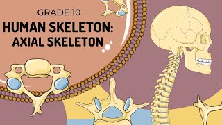 Human Skeleton  AXIAL SKELETON [upl. by Atinomar]