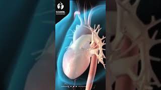 Comprendre lArtère Pulmonaire  Clé de la Santé Cardio Respiratoire 🔐❤️ [upl. by Iridis393]