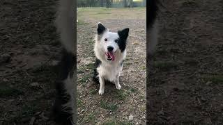 Daisythebordercollie at the dog park with her frisbee [upl. by Ameerahs5]