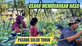 Pasang sulur timunmasak menu asam pedasrendang daging sapi [upl. by Kcirdehs]