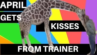 April the Giraffe Gets SO Excited to See Trainer Alyssa Who Kisses Her Belly SO CUTE [upl. by Eadrahs327]