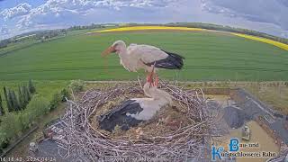 Storchennest Hungen  1 Küken geschlüpft das 2 Küken hat es fast geschafft 🐤🐥  24042024 [upl. by Joao]