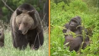 SILVERBACK GORILLA VS GRIZZLY BEAR REACTION BEAR GOT IT FOR SURE [upl. by Farley829]