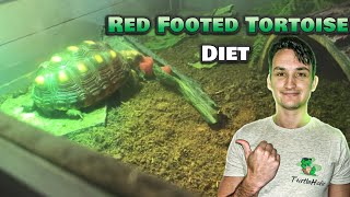 What to Feed a Red Footed Tortoise Red Footed Tortoise Diet [upl. by Anyt39]