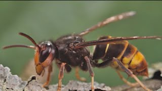 Invasive hornet nest found eradicated in Georgia  FOX 5 News [upl. by Ativ342]