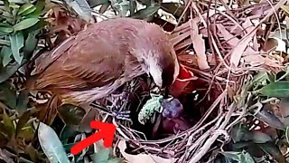 Yellowvented bulbul Birds feed the baby the mouth is bigger than the babys mouthbirds [upl. by Grosvenor892]