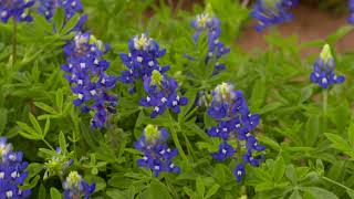 Johnston Seed Company Producing Bluebonnets [upl. by Natsyrk929]