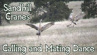 Sandhill Cranes Dancing  Mating Dance and Calls [upl. by Meelak]