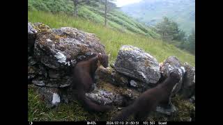 Eurasian pine martens on the wall [upl. by Mabel]