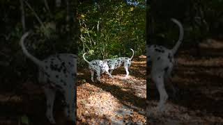 Moments🥰🥰 dalmatiner dalmatian dogs dogshorts dalmatianpuppy doglover [upl. by Nnylylloh]