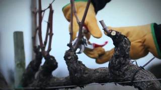 Marco Simonit  Dimostrazione pratica della potatura su cordone speronato  Spurred Cordon Pruning [upl. by Einnal]