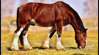 Top 5 Largest Horse Breeds [upl. by Wehttam]