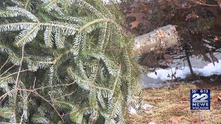 Christmas tree disposal begins in Springfield [upl. by Meara]