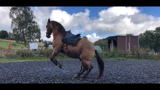 Trainingsvideo mit meinem Andalusier Valiente [upl. by Eniluqaj]