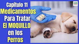 ✅ TRATAMIENTO DEL MOQUILLO CANINO CON MEDICAMENTOS ✅ VITAMINA B SUEROS ANTIBIÓTICOS MELOXICAM [upl. by Paolo425]