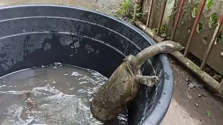 Chinese Softshell Turtle [upl. by Weed]