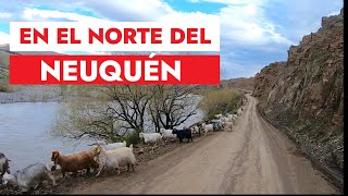 En el norte del Neuquen Los Miches [upl. by Ojybbob]