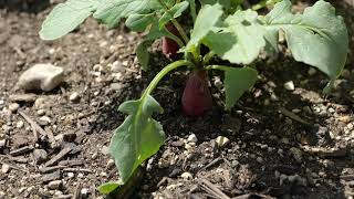 Harvesting Radishes Late May 2024 [upl. by Gilead]