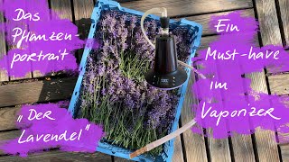 Der Lavendel  Ein Musthave beim Verdampfen [upl. by Brigida]