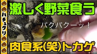 おチビトカゲは野菜もお好き★ゼノガマの菜食 テイラーカワリアガマ 給餌 Xenagama taylori【爬虫類ペット】 [upl. by Claiborne]