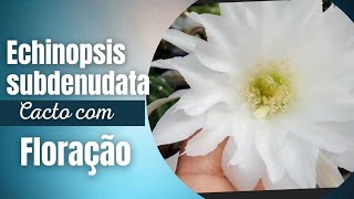 Echinopsis subdenudata  cacto com floração [upl. by Bravar767]