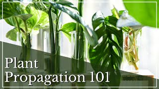 How To Propagate Plants  Houseplant Propagation  Plant Propagating For Beginners  H2O Propagation [upl. by Nnanerak]