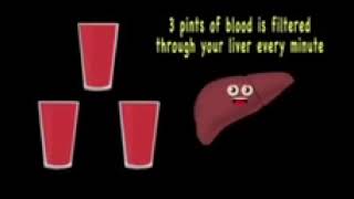 The Liver Anatomy Song  Kids Learning Tube Reversed [upl. by Brandi]